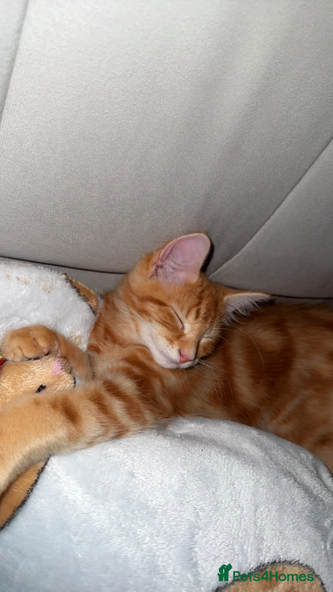 Domestic Shorthair cats for sale: Cat for sale  - Advert 3