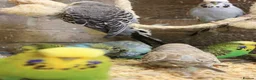Budgerigars birds for sale: Budgies  in Sleaford - Advert 16