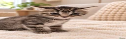 Mixed Breed cats for sale: Beautiful tabby kittens - Advert 3