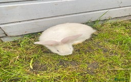 Continental Giant rabbits for sale: Continental Giant Baby Rabbits Ready to go - Image 8