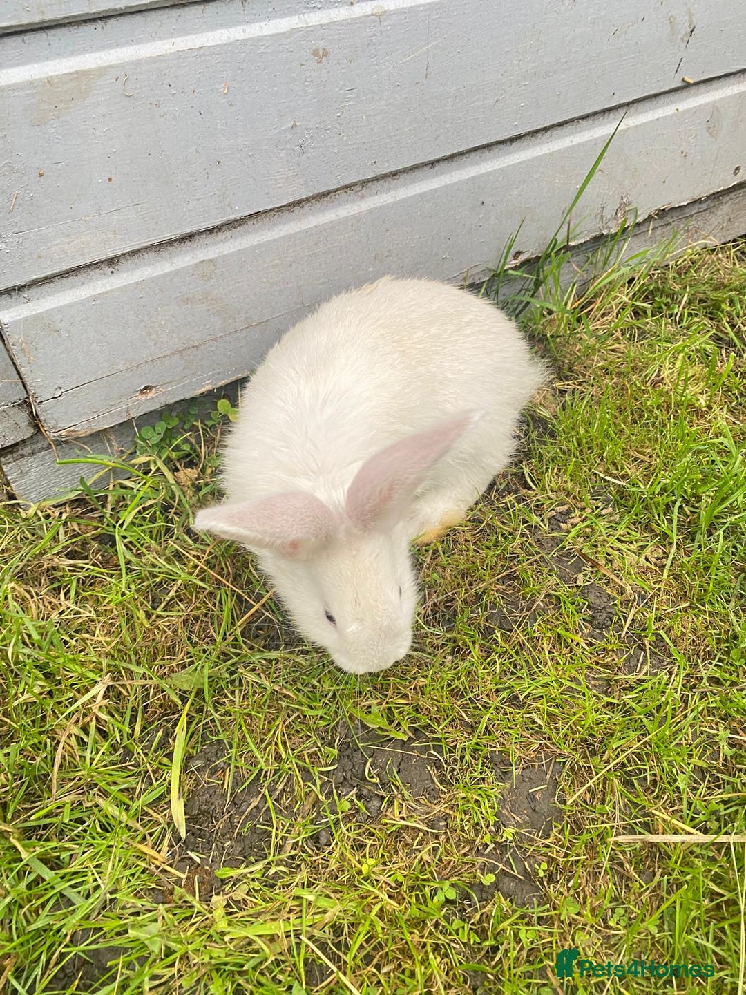 Continental Giant rabbits for sale: Continental Giant Baby Rabbits Ready to go - Image 8