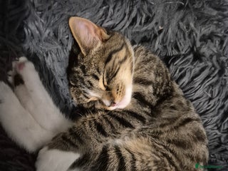 Mixed Breed cats Girl tabby - Advert 21