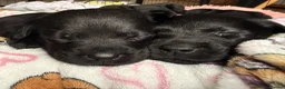 Labrador Retriever dogs for sale: LABRADOR RETRIEVER PUPPIES – HEALTH TESTED - Advert 13