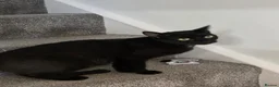 Mixed Breed cats for sale: 2 beautiful kittens for sale. - Advert 2