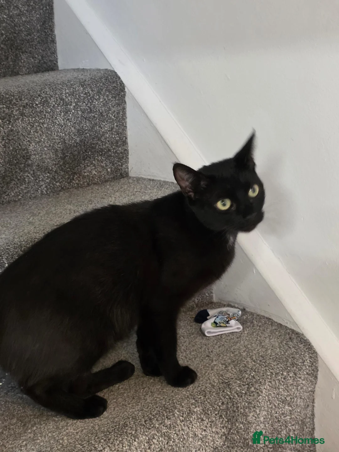 Mixed Breed cats for sale: 2 beautiful kittens for sale. - Advert 2