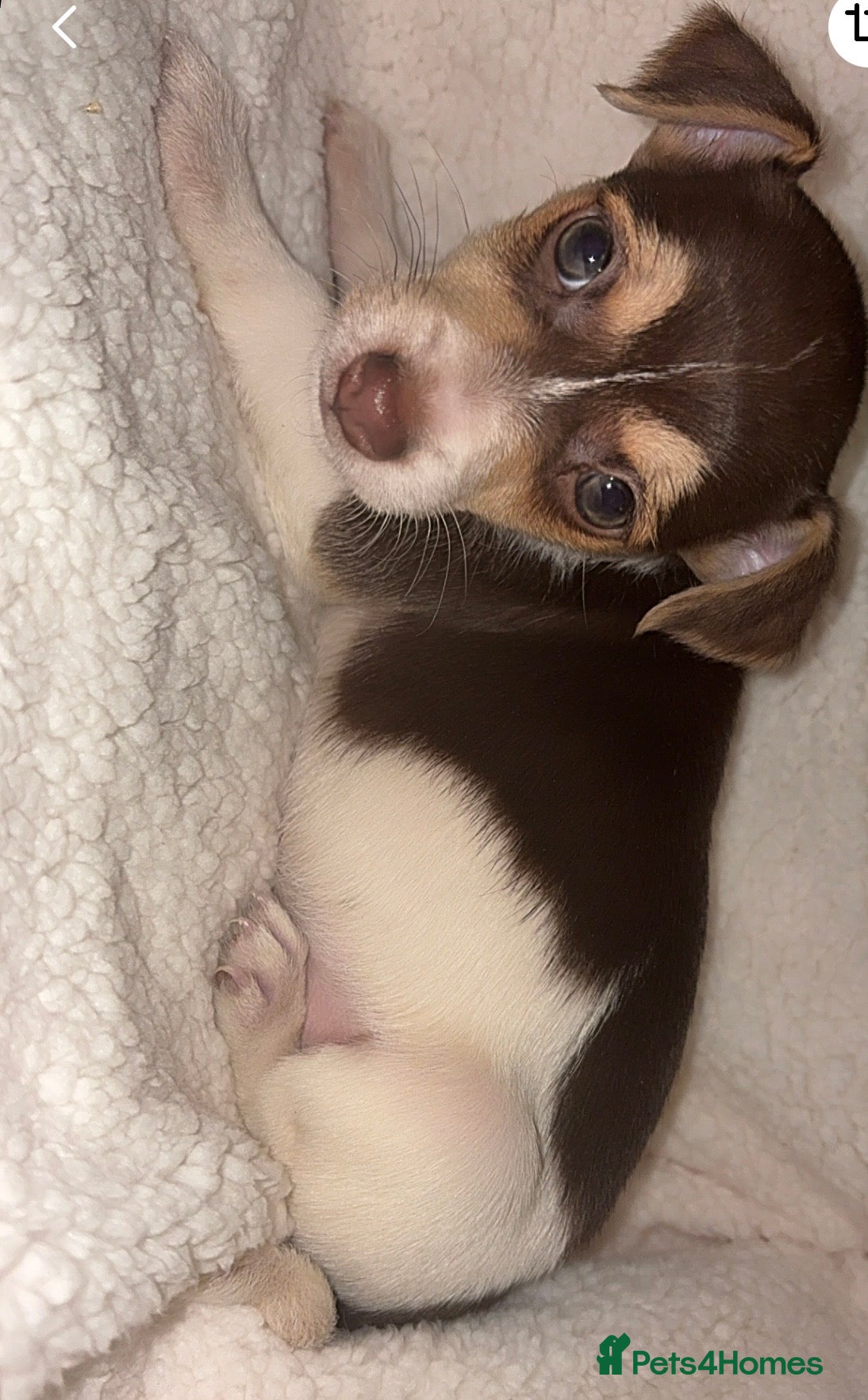 Jack Russell dogs Jack Russell pups  - Advert 5