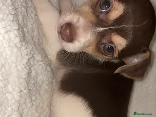 Jack Russell dogs Jack Russell pups - Advert 5