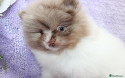 Pomeranian dogs for sale: PARTI MERLE QUALITY KC POMERANIANS - Image 23