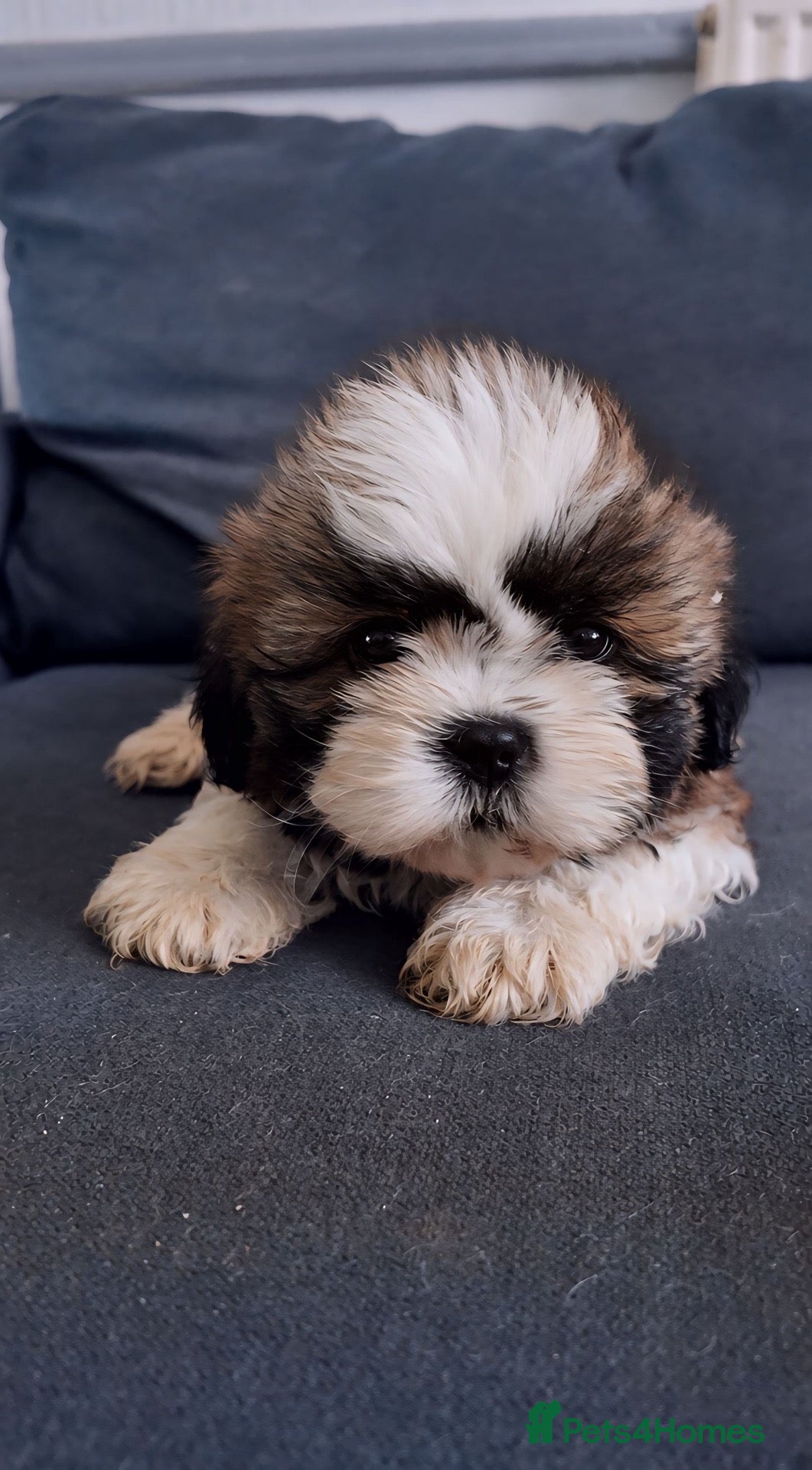 Shih Tzu dogs Shih tzu puppies for sale  - Advert 2