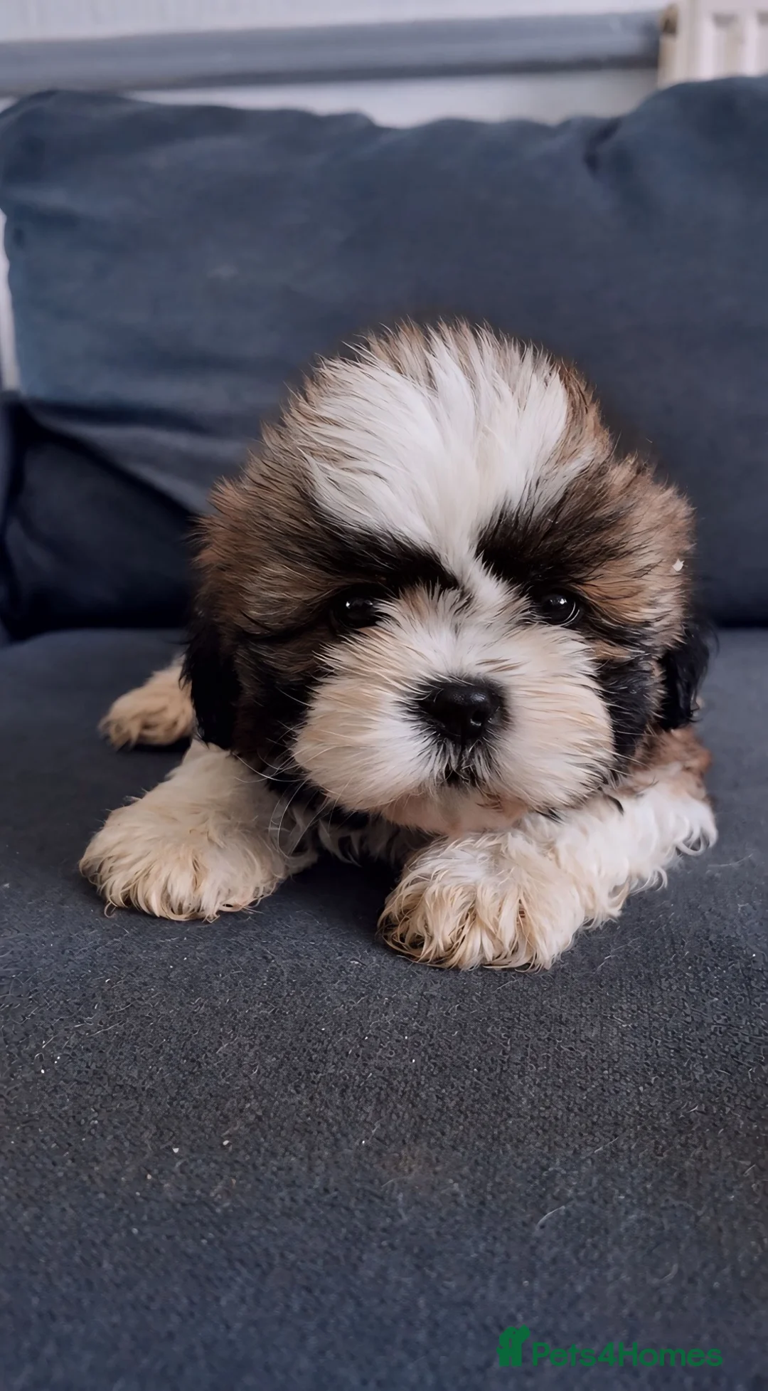 Shih Tzu dogs for sale: Shih tzu puppies for sale  - Advert 2