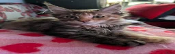 Maine Coon cats for sale: Beautiful 🐈‍⬛  - Advert 16