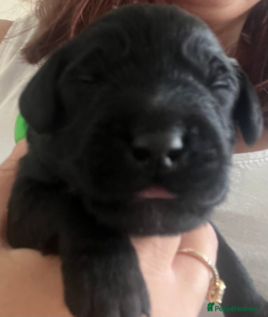 Cavapoo dogs for sale: Cute cavas for best homes only!  - Image 17