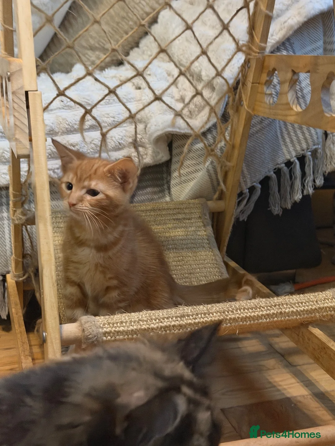 Ragdoll cats for sale: Ragdoll X kittens  - Advert 2