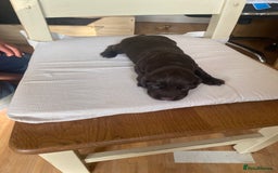Cocker Spaniel dogs for sale: Beautiful Cocker Spaniel Puppies  - Image 10