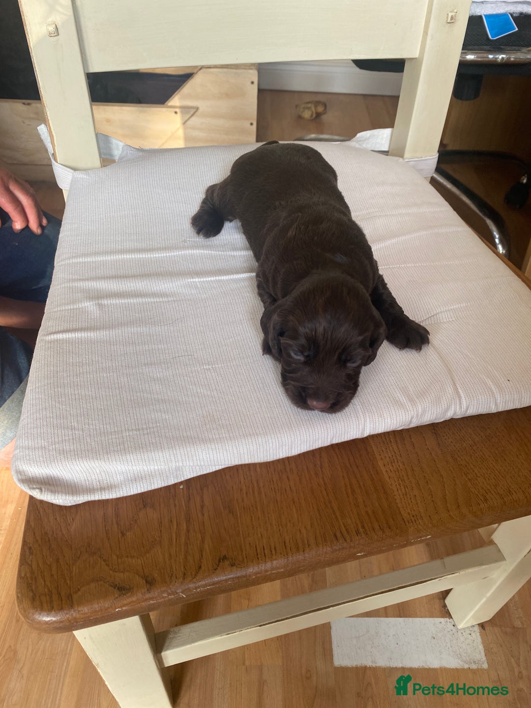 Cocker Spaniel dogs for sale: Beautiful Cocker Spaniel Puppies  - Image 10
