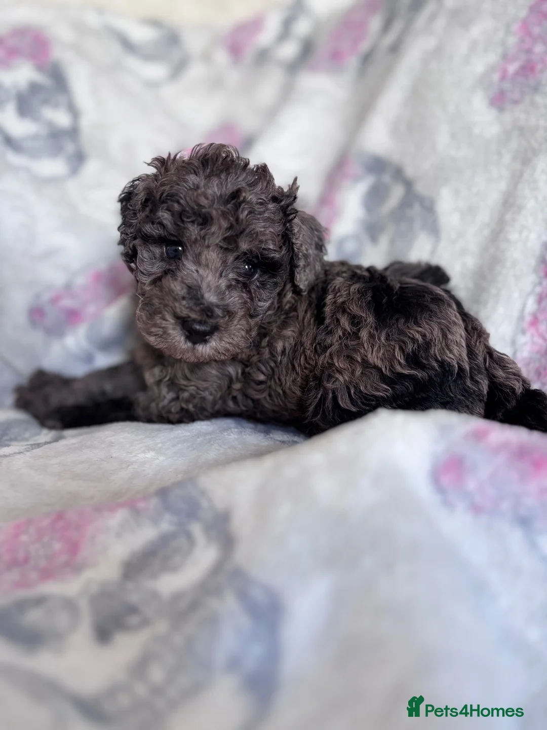 Mixed Breed dogs for sale: Toy / Mini  tiny puppies absolutely stunning!  - Advert 2