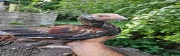 Chickens poultry for sale: Aseel- Different Prices in Walsall - Advert 7