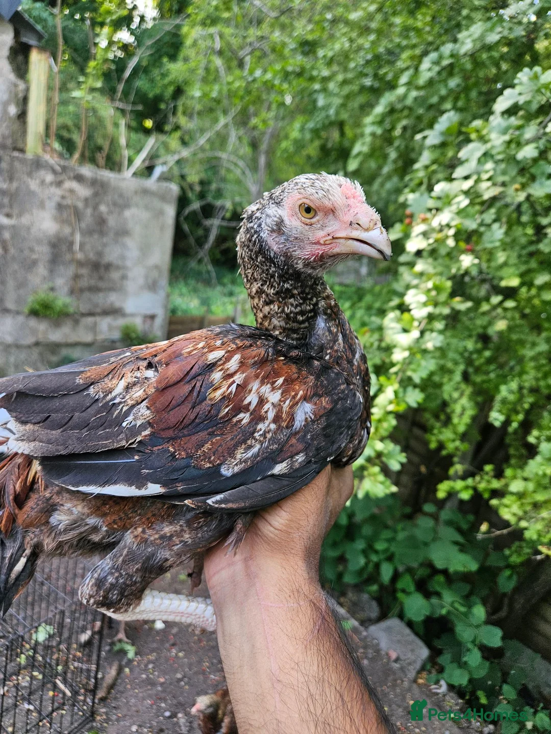 Chickens poultry for sale: Aseel- Different Prices in Walsall - Advert 7