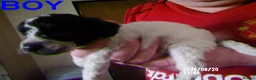 Cockapoo dogs for sale:  Cockapoo puppies - Advert 13