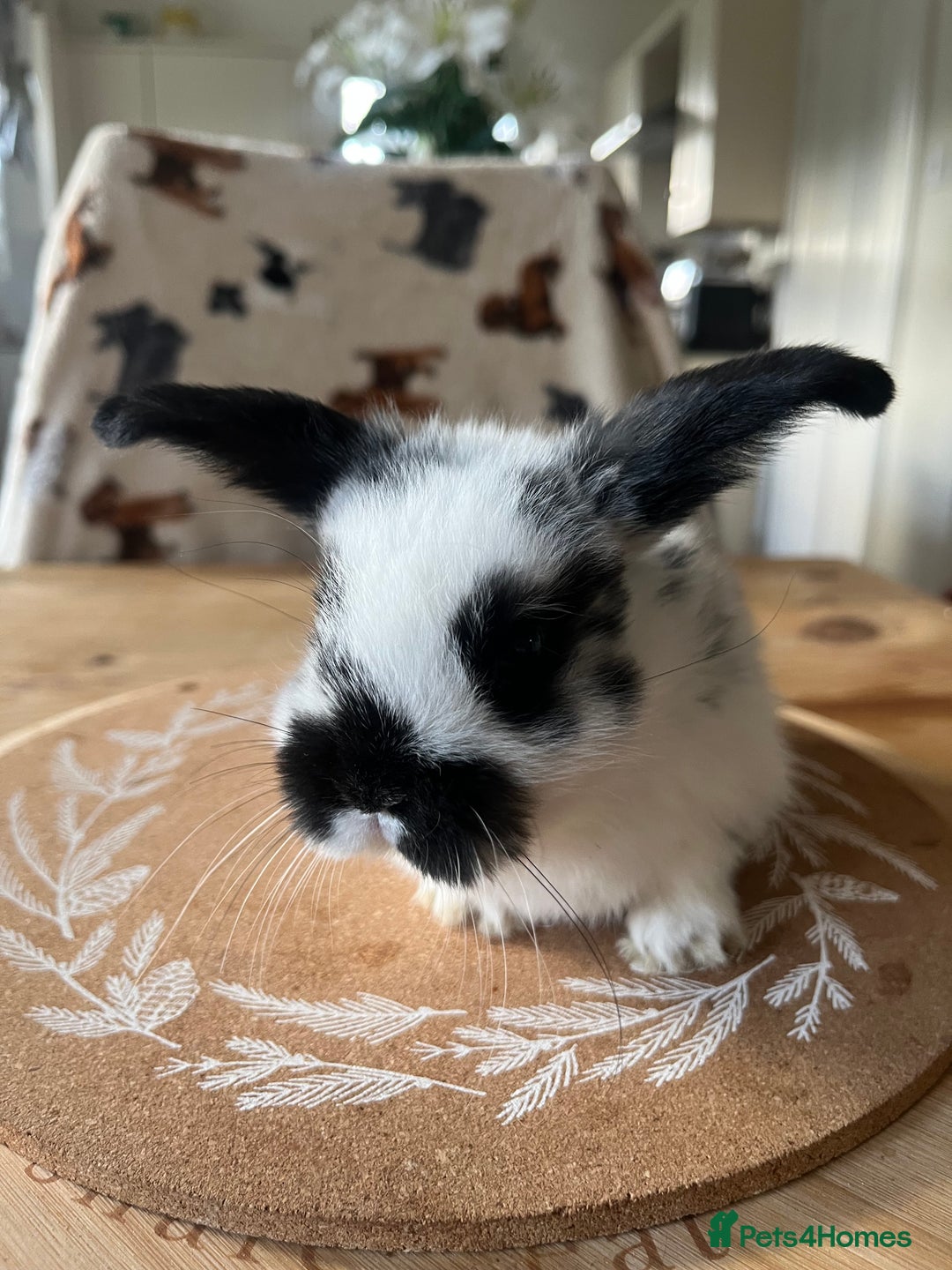 Mini Lop rabbits for sale:  Beautiful mini lops - Advert 16