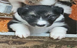 Border Collie dogs for sale: Border collie puppies - Image 2