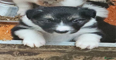 Border Collie dogs - Advert 9