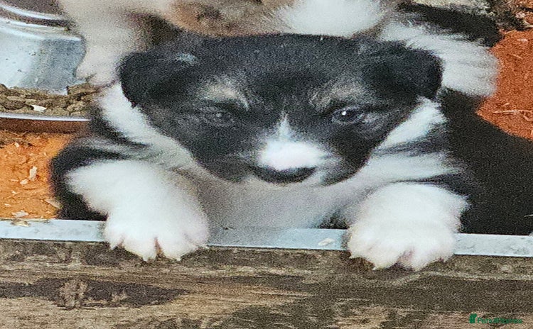 Border Collie dogs - Advert 2