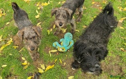 Australian Labradoodle dogs for sale: Australian Labradoodle × Fox Terrier Puppies - Image 1