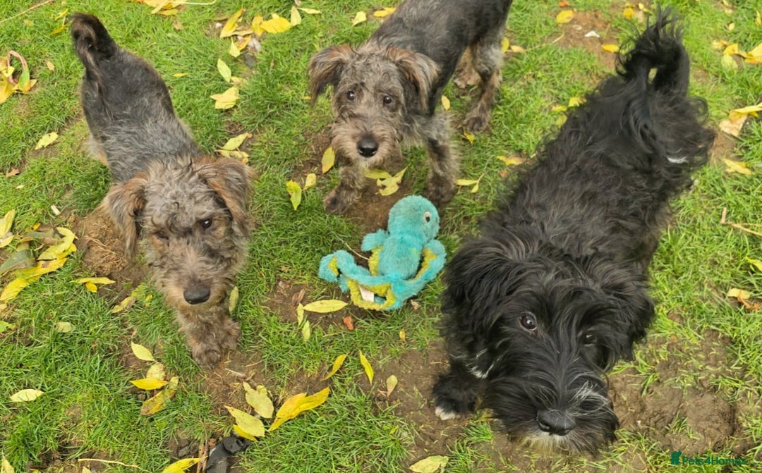 Australian Labradoodle dogs for sale: Australian Labradoodle × Fox Terrier Puppies - Image 1