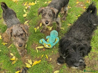 Australian Labradoodle dogs Australian Labradoodle × Fox Terrier Puppies - Advert 5
