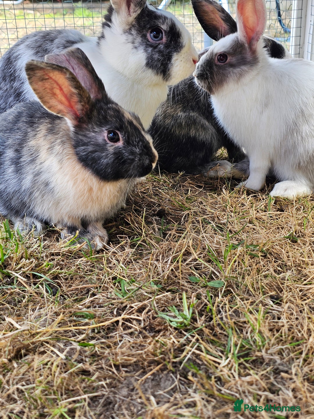 Harlequin rabbits for sale: 4 Gorgeous Harlequin bunnies looking for a 🏡  - Image 10