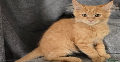 Maine Coon cats in Coventry - Advert 7