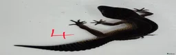 Leopard Gecko reptiles for sale: 2024 female black night leopard geckos - Advert 5