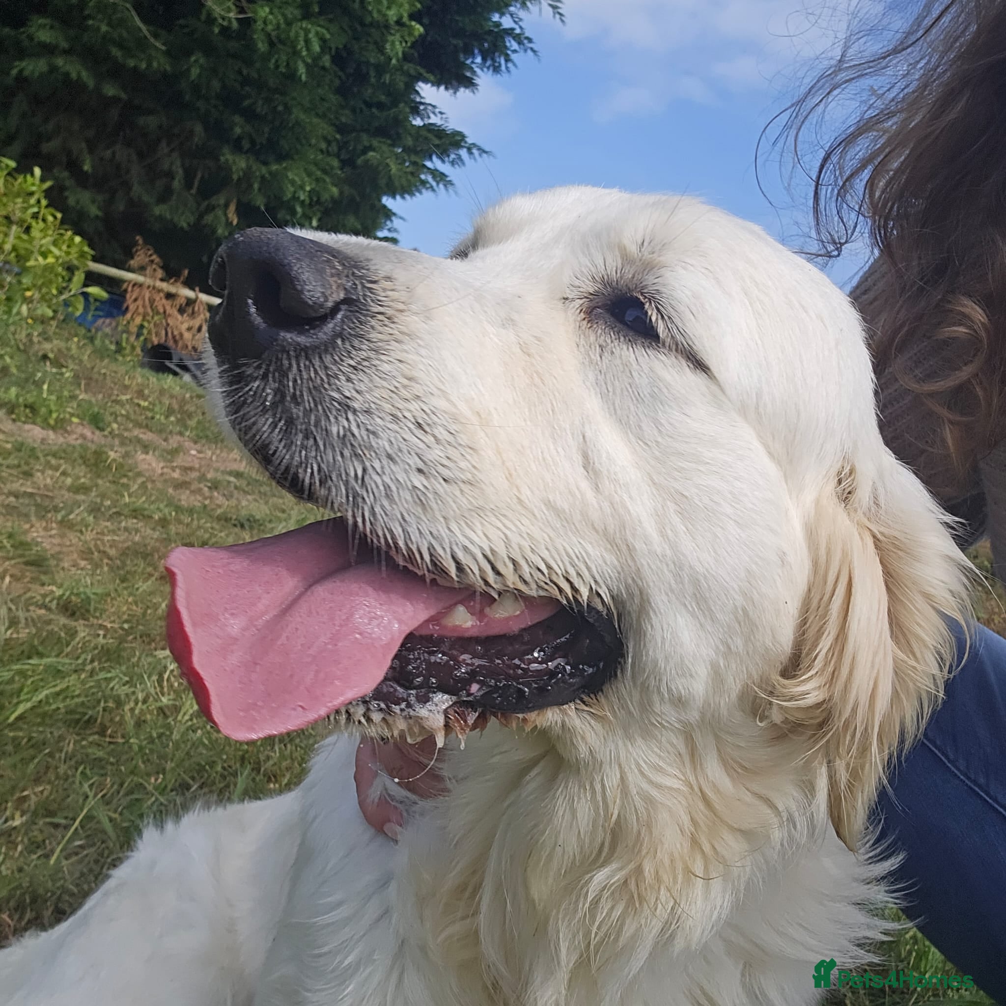 Golden Retriever dogs Looking for a new home - Advert 2