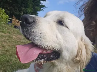 Golden Retriever dogs Looking for a new home - Advert 14