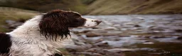 English Springer Spaniel dogs for stud: FTAW Working Springer FOR STUD - Advert 1