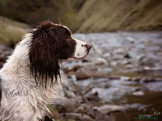English Springer Spaniel dogs FTAW Working Springer FOR STUD - Advert 4