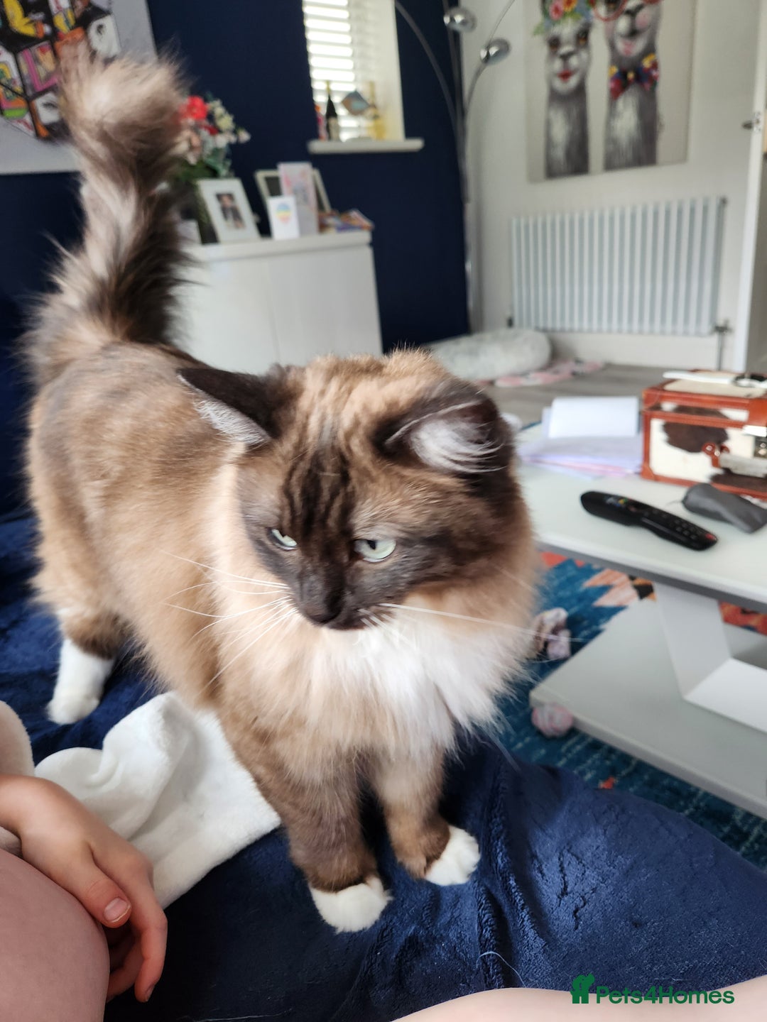 Ragdoll cats for sale: Gorgeous Ragdoll - Advert 6