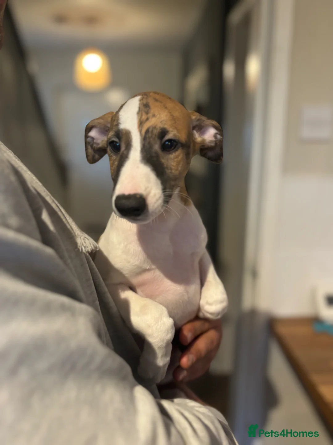 Whippet dogs for sale: KC registered Whippets health tested parents - Advert 26