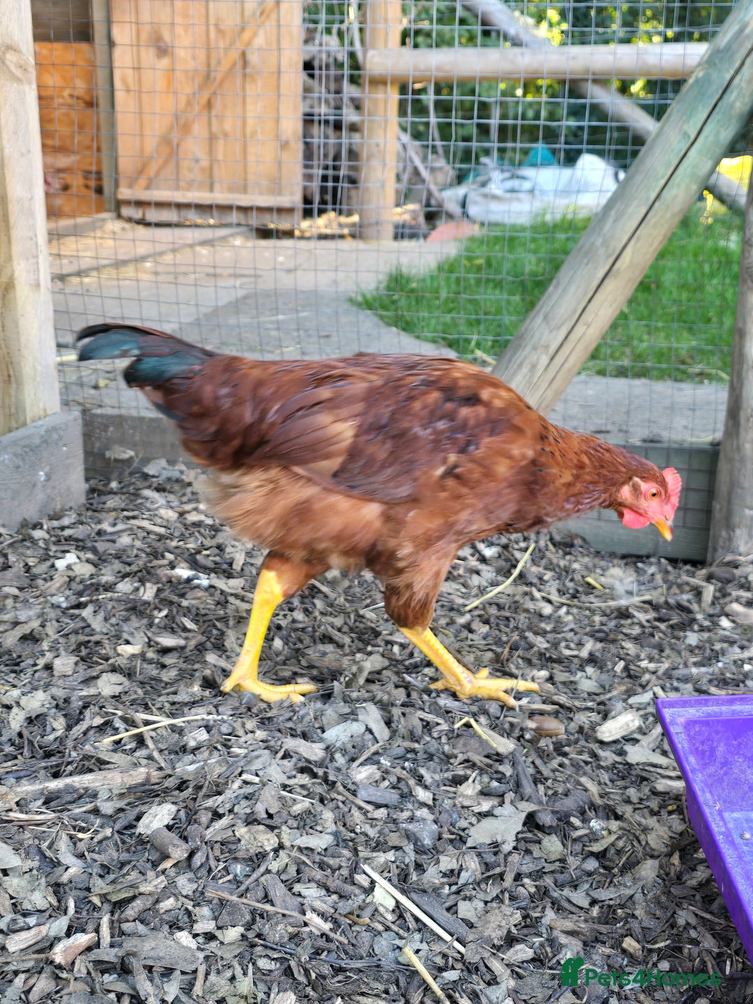 Chickens poultry for sale: Rhode Island Red Cockerells - Image 5