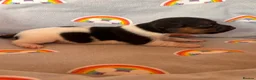 Jack Russell dogs for sale: Traditional Jack Russell Puppies  - Advert 11