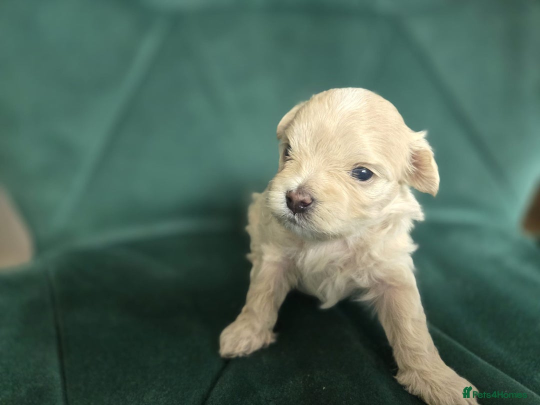 Maltipoo dogs for sale: 🐾 🐾3 Beautiful Maltipoo Girls Available! 🐾 - Image 12