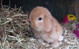 Mini Lop rabbits for sale: VACCINATED/wormed/flead mini lop babies  - Image 9