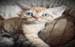 Devon Rex cats for sale: GCCF registered Pedigree Devon Rex Kittens Champ.  - Image 7
