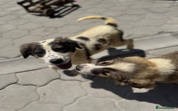 Mixed Breed dogs for adoption: ODIN, a superb young boy - for a Loving Home - Image 27