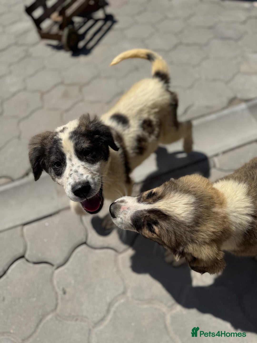 Mixed Breed dogs for adoption: ODIN, a superb young boy - for a Loving Home - Image 27