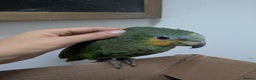 Parrots birds for sale: Orange winged Amazon friendly baby - Advert 6
