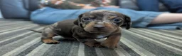 Dachshund dogs for sale: Gorgeous Smooth-Haired Dachshund Puppies - Advert 19