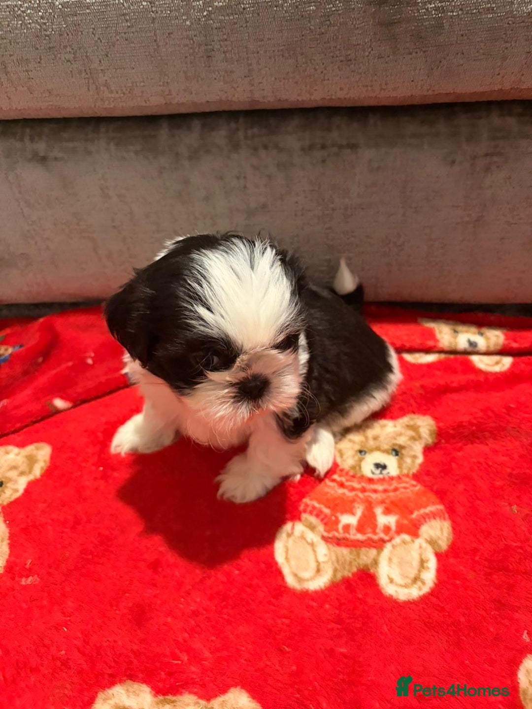 Shih Tzu dogs for sale: Shih Tzu puppies - Advert 11