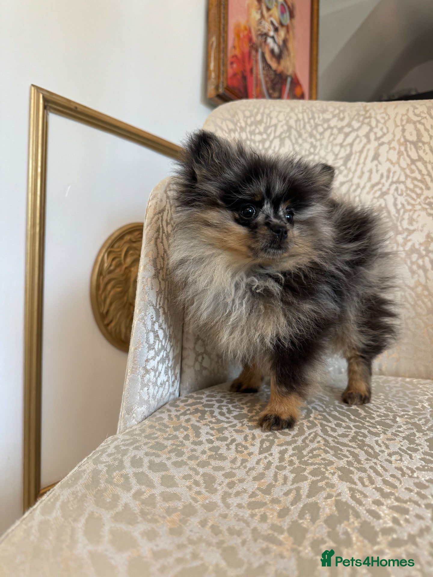 Pomeranian dogs RARE Merle Pomeranian Champion Lines - Advert 9